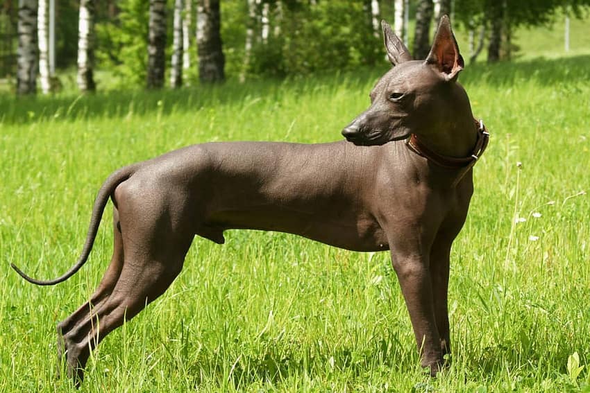 13 Odd and Unusual Dog Breeds: Xoloitzcuintli Feature image